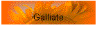 Galliate